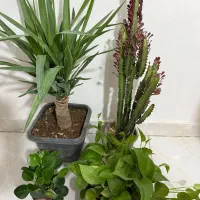 گل و گیاه آپارتمانی
