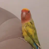 یک جفت طوطی کوتوله برزیلی دستی سخنگو کارداده