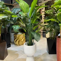 درختچه مصنوعی آروشا