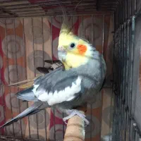 دوتا عروس هلندی نر و ماده