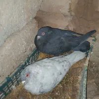 قیمت 800تومن|حراج|پره‌سر, |دیوار