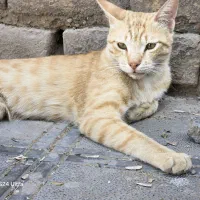 گربه