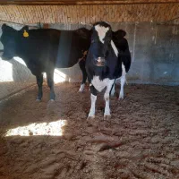 فروش تلیسه آبستن پرشیر واکسن خورده|حیوانات مزرعه|سده (خراسان جنوبی), |دیوار