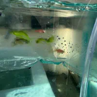 فروش ماهی زینتی