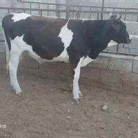 گاو نر