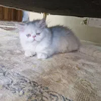 گربه پرشین|گربه|کرمان, |دیوار