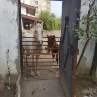 مادیان و کره پونی|اسب و تجهیزات اسبسواری|سلمانشهر, |دیوار