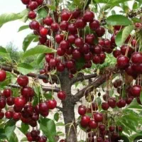 نهال آلبالو مجاری