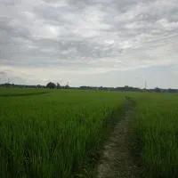فروش شالیزار ۸۰۰۰ متری کنار مسکونی