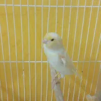 قناری نر موزاییکی بالغ و جوجه جمع کن|پرنده|چناران, |دیوار