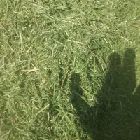 یونجه خورد شده درجه یک|لوازم جانبی حیوانات|کرمان, |دیوار