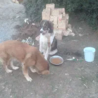 سگ نگهبان