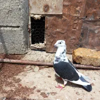 کبوتر