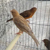 قناری سرخ و شتری سرخ