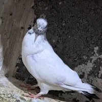 کبوتر|پرنده|اسلامآباد غرب, |دیوار