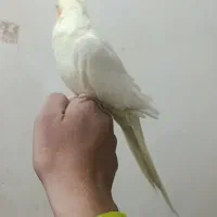 پرنده جفت عروس هلندی مرغ عشق قناری فنچ|پرنده|تربت جام, اسماعیل آباد|دیوار