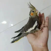 عروس هلندی