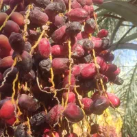 اجاره باغ هرچند درخت باشه چندساله