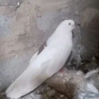 پشت خال سرخ نر|پرنده|گنبد کاووس, |دیوار