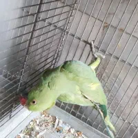 طوطی ملنگو. کوتوله برزیلی. گرینچیک مرغ عشق
