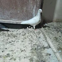 کبوتر پلاکی دورگ