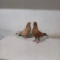 فروش کبوتررنگی|پرنده|بندر امام خمینی, |دیوار