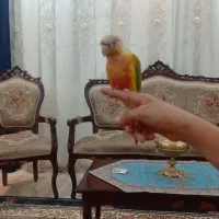 گرینچیک
