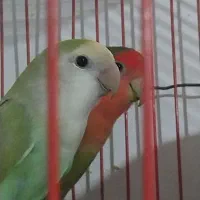 یک جفت کوتوله سالم بدون قفس داده میشود