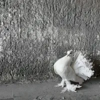 کبوتر دم چتری