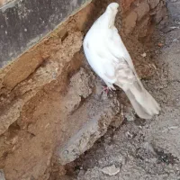 کبوتر رنگی دم زرد و دوکت سرخ