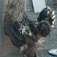 خروس و مرغ