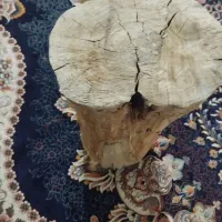 تنه درخت