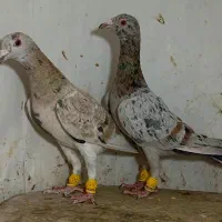 زردهفرنگ خرمایی هفرنگ|پرنده|قزوین, |دیوار