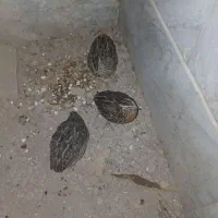 بلدرچین تخم گذار