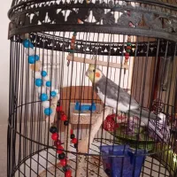 طوطی عروس سخنگو