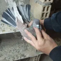 کفتر نر زمانی بشرط ساعت سنگین|پرنده|وحیدیه, |دیوار