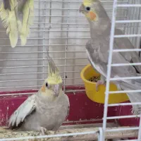 فروش تعدادی کوتوله برزیلی وعروس سخنگو