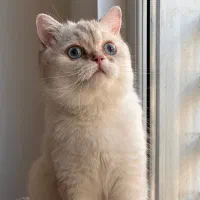 گربه بریتیش ماده دارم