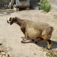 شیشک میش