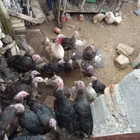 بوقلمون برنز امریکایی|حیوانات مزرعه|سیوان, |دیوار