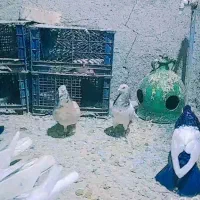 کبوتر رنگی ۱۵ رقم  اصیل