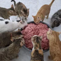 گردن مرغ چرخ شده بدون پوست غذای گربه و سگ
