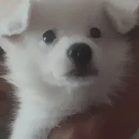 فروش توله پامر اشپیتز|سگ|لاهیجان, خمیر کلایه|دیوار