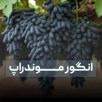 مرکز صنوبر گردو بادام