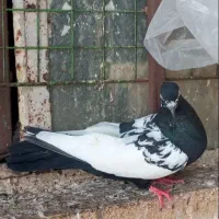 کبوتر|پرنده|بهبهان, |دیوار