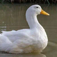 تعداد ۱۰ اردک فروش فوری