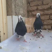 کفتر طوقی شازده|پرنده|نجف‌آباد, جعفرآباد|دیوار