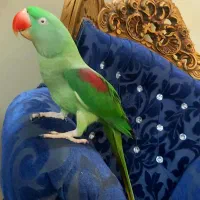 شاه طوطی ماده ۴ ساله رام رام کاملا سالم اماده