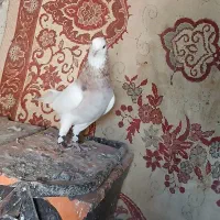 کلفه آغ قویروخ