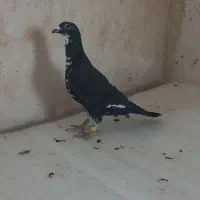 کفتر شکم سفید نر